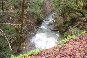 San Geronimo Creek, Marin County, CA