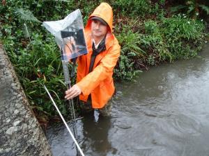 PWA hydrologist Todd Kraemer, gaging flow in Campbell Creek