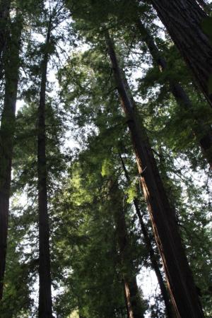 Arcata Community Forest