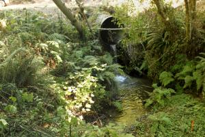 Stream crossing culvert set too high in the fill, creating a fish passage barrier