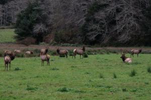 Elk grazing near Strawberry Creek in Redwood National Park