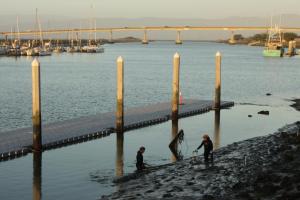 Eelgrass Surveys for the Humboldt State University Aquatic Center Floating Dock