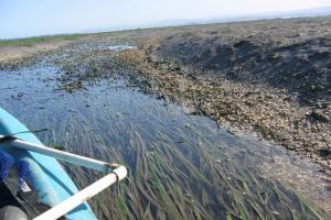 Predicted Eelgrass Response to Sea Level Rise and Implications for Foraging Black Brant