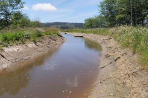 Salmon Creek channel, 1 year following channel excavation