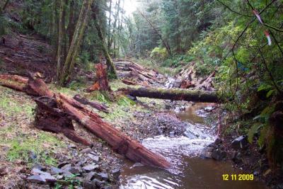 After: Road fill has been excavated from the stream channel and riparian habitat has been restored