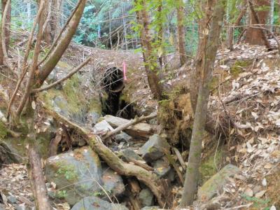 Before: This culvert was undersized and set too high in the fill prism, causing scour below the outlet