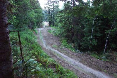 Before: Abandoned logging road in the Headwaters Forest Reserve, Humboldt County, CA. The road has been brushed in preparation.