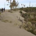 Advancing dune front and adjacent coastal forest