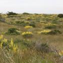 Invasive Yellow Bush Lupin in flower