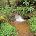 Strawberry Creek, Redwood National Park, California