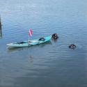 PWA scientific divers surfacing after conducting pre-construction eelgrass assessment at the HSU Aquatic Center, Eureka, CA.