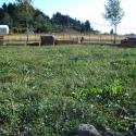 After several months, the septic tank and leachfield area support an abundant cover of grasses and forbs