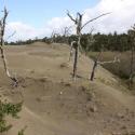 Skeletal forest, Humboldt Bay Dunes