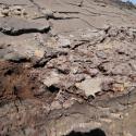 Buried wetland soils indicative of past tectonic subsidence.