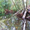 After: Logs were woven and anchored in existing trees on the channel banks to enhance instream salmonid habitat (Feature 02+10)