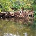 After: Looking at the right bank with new large wood habitat structure installed and woven into trees (Feature 10+48)