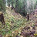 3 years later: Vegetation is becoming re-established along the restored channel sideslopes