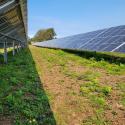 View of typical vegetation and chip mulch stabilization in between the microgrid array corridors (September 17, 2021)