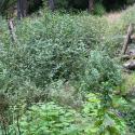 3 Years After: A variety of riparian vegetation is reestablishing along the restored channel